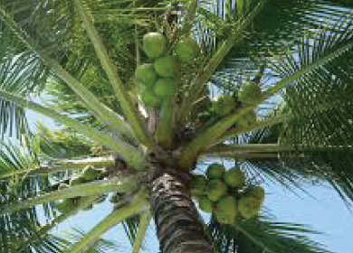 コプラフレーク・ココヤシ胚芽